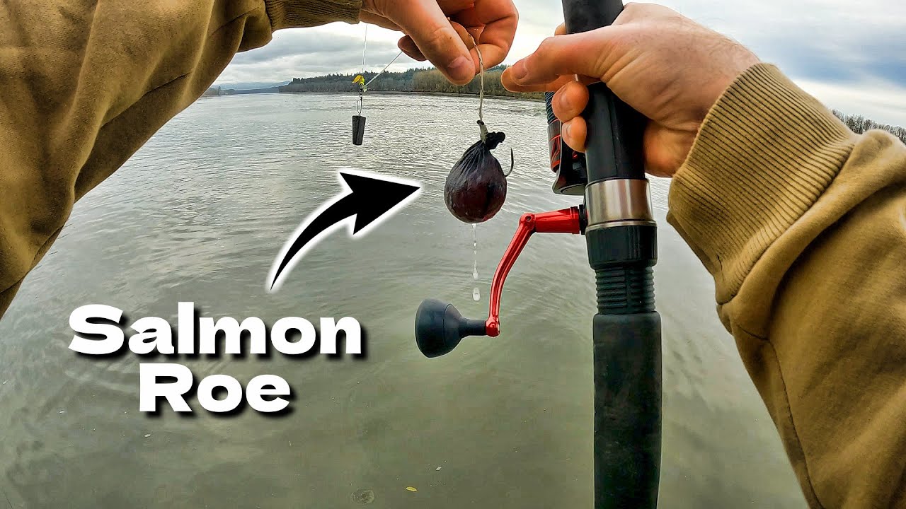 Salmon Roe Vs Sturgeon Roe Sturgeon Fishing With Salmon Roe - YouTube