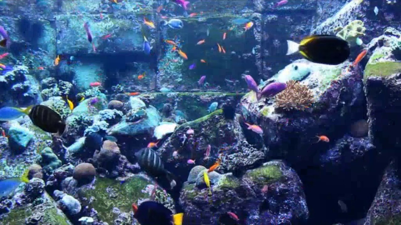 Live Aquarium relaxing music YouTube