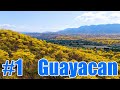 Florecimiento de Guayacanes (1/2) Chivo al Hueco & Cascada Escondida
