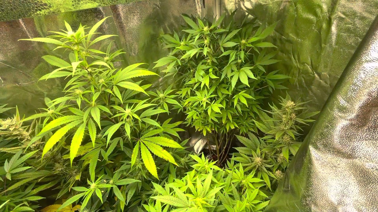 Mars Hydro Grow Journal Tsw2000 