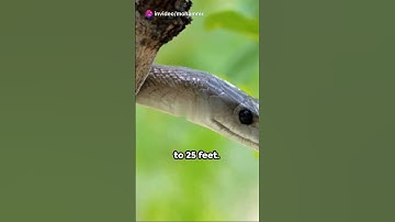 "10 Fascinating Facts About Snakes You Didn