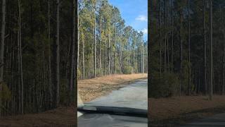 a drive in rural Sussex county Delaware near the redden state forest #february2024