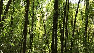 Chakra Alignment Sound Bath to Reconnect with Your Soul Star Chakra #SagesAmoreOrganics