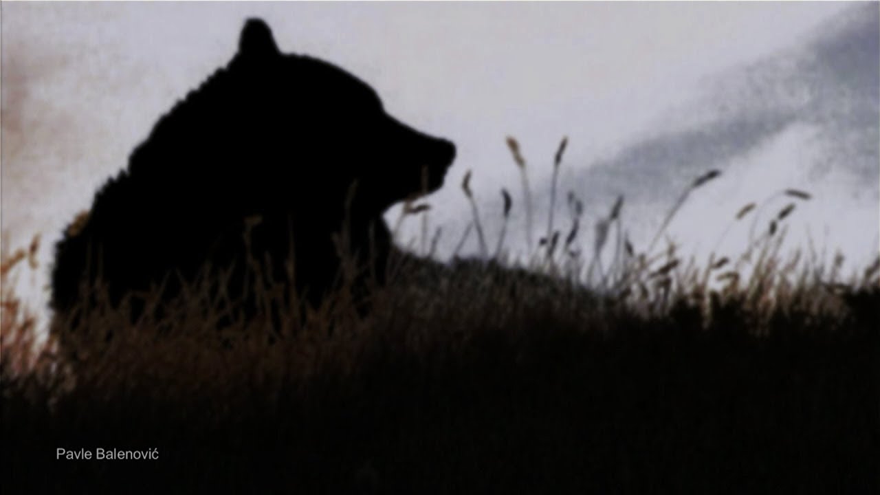 Brown Bear Encounter Velebit YouTube brown-bear-encounter-velebit-youtube