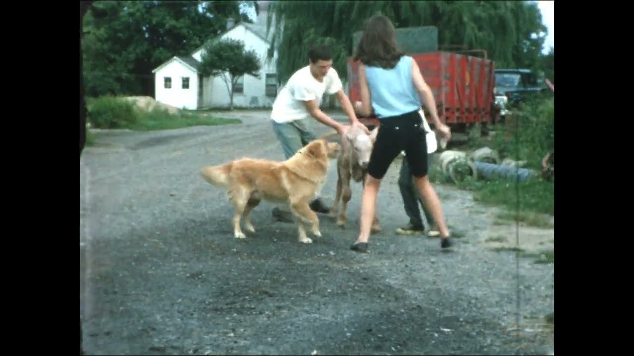 The McBride Farm - Calf Wrangling