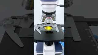 Orange magnified 400X is seriously awesome!#microscope #underthemicroscope