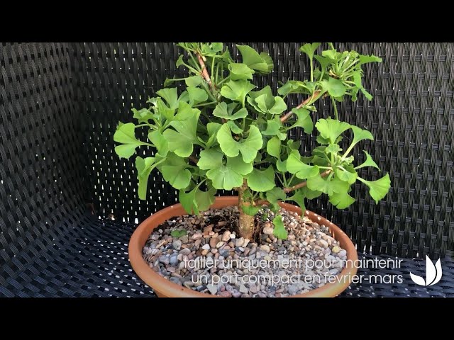 Comment cultiver le ginkgo biloba ? - Truffaut - YouTube