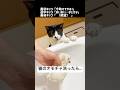 猫のオモチャを無断で洗ったらダメな理由がコレなんだと思う #ハチワレ #ばんくん #shorts