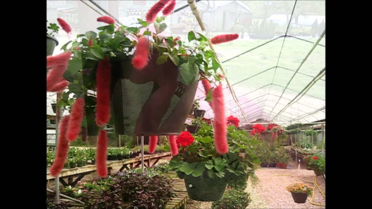 Springtime at Crestview Nurseries YouTube