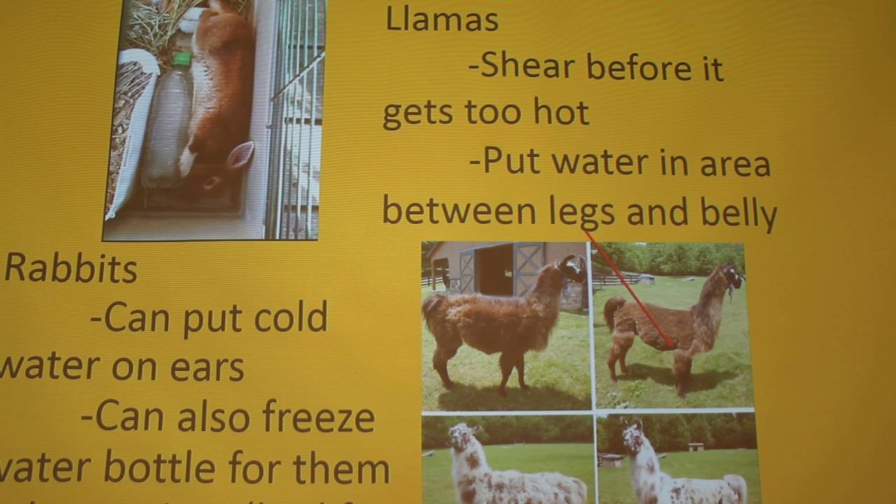 Helping animals stay cool in the summer heat