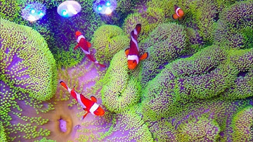 TỔNG QUAN ĐIỀU KIỆN SỐNG CỦA NEMO- NEMO CÓ CẦN HẢI QUỲ TRONG HỒ - DÀNH CHO NGƯỜI MỚI CHƠI HỒ CÁ BIỂN