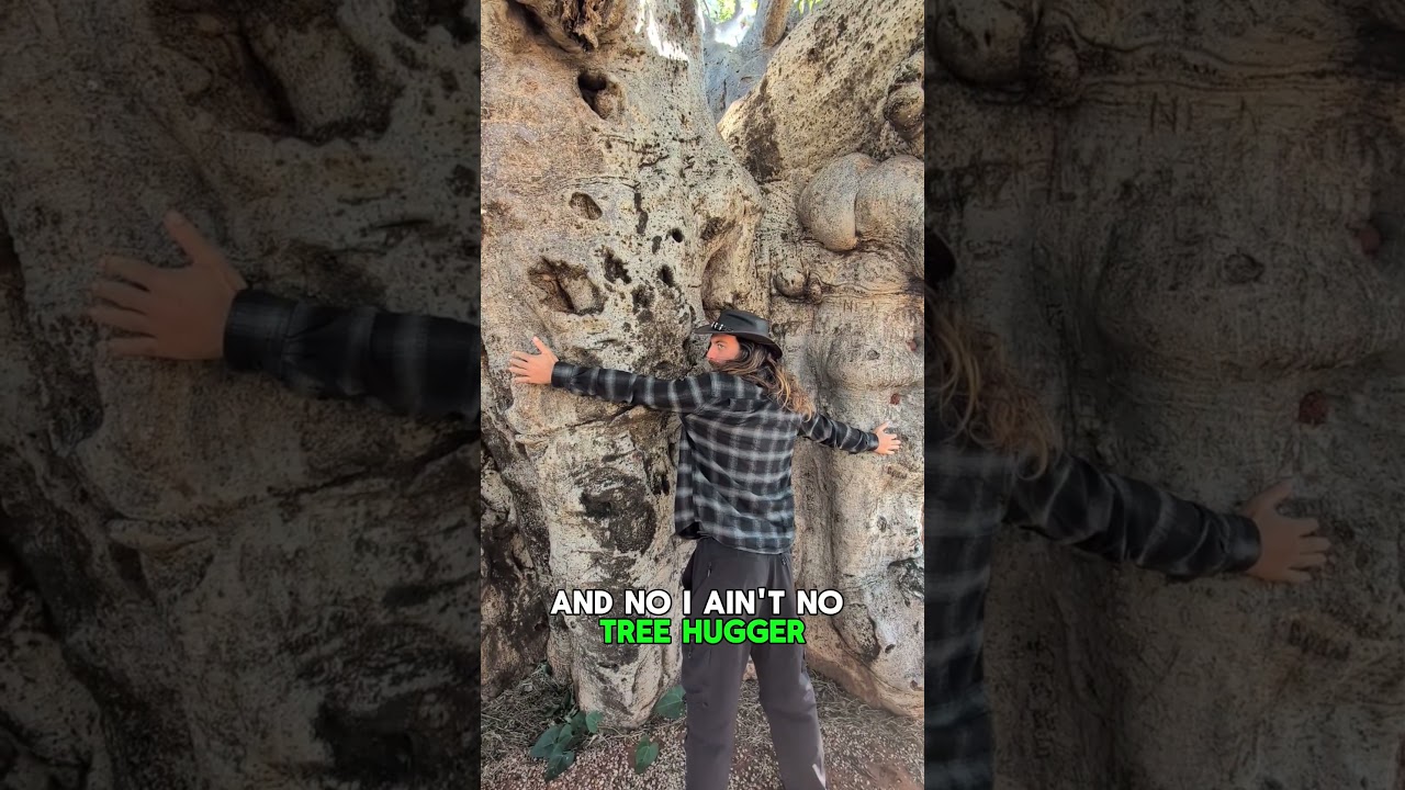 Yes, Disney's tree of life is a Boab