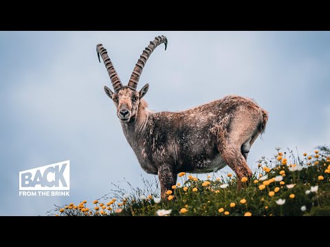 How the Ibex Came Back from the Brink of Extinction