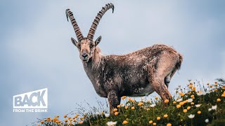 The Return of the Ibex | Back from the Brink