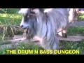 The drum n bass dungeon  goat boppin