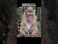 RANKING FUNNY MONKEY MOMENTS #animallovers #funny #funnymemes #fyp