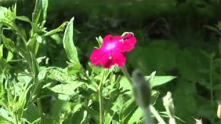 Brigitte Bee - Strömende Stille Der Landschaft