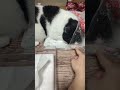 猫のハチワレさん 尻尾を握られる #cat #cute #猫