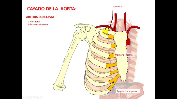 Principales tips de esplacnologa