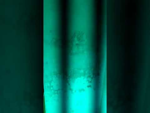 Video: Vai pelējums fluorescē melnā gaismā?
