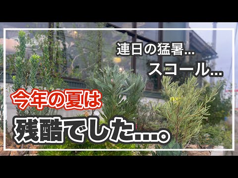 中西部原産のネイティブプランツで手間いらずの庭づくり