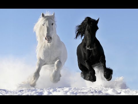 Видео: Как да накарате коня си да премине към по-бърза походка