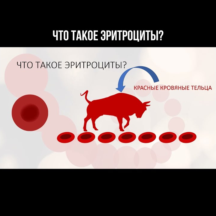Что такое эритроциты? #эритроциты #составкрови - YouTube