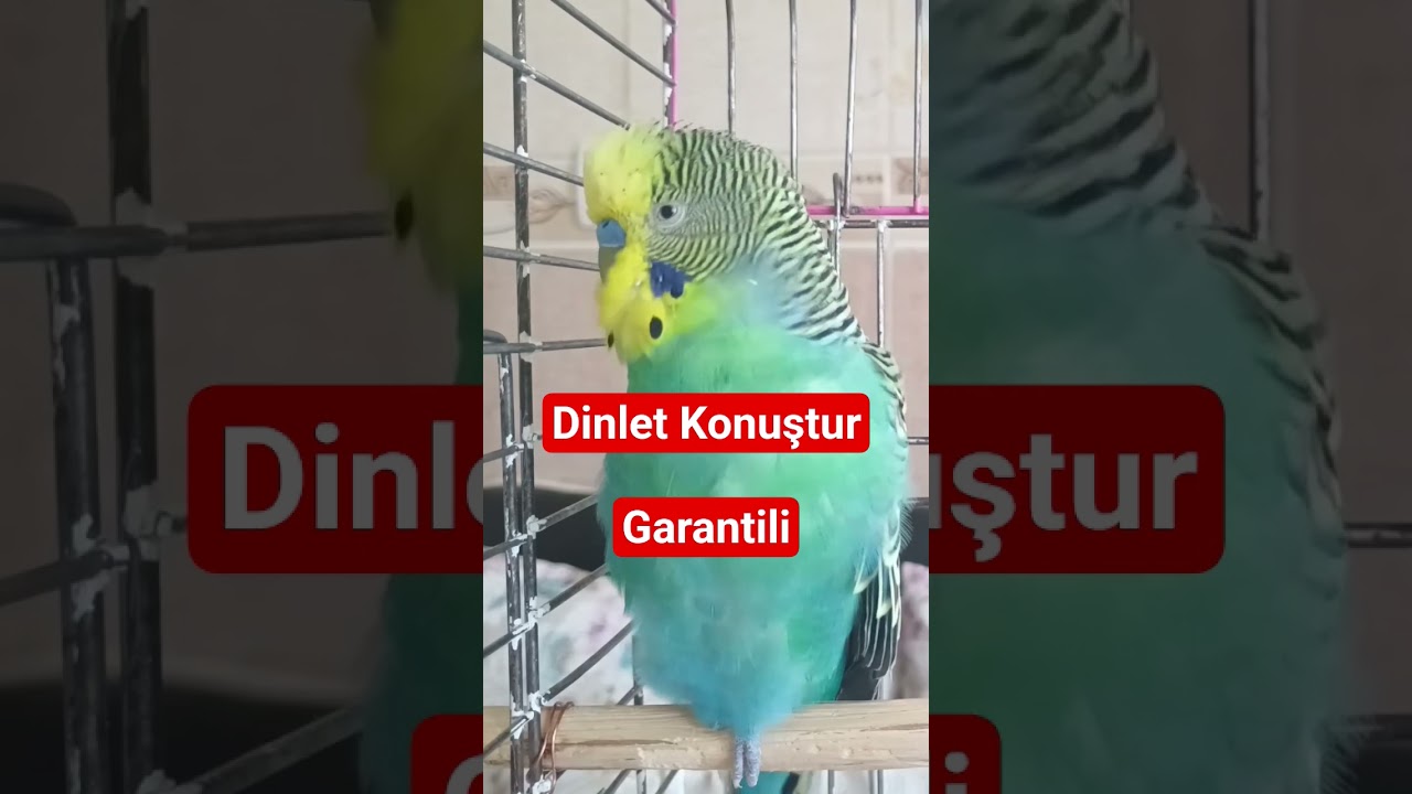Muhabbet Kuşu Konuşturma - muhabbetkuşu #muhabbetkuşusesi #muhabbetkuşufıstık #konuşankuş