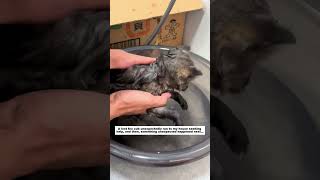 A lost fox cub unexpectedly ran to my house seeking help, and then...