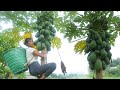 Harvest star fruit, papaya, bananas, chicken eggs goes to the village sell - Phuong Free bushcraft