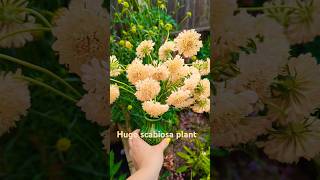 Scabiosa Morgana Yellow