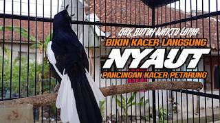 Suara Burung Kacer Bikin Lawan Emosi Gacor, Pancingan Kacer Agar Cepat Emosi Gacor