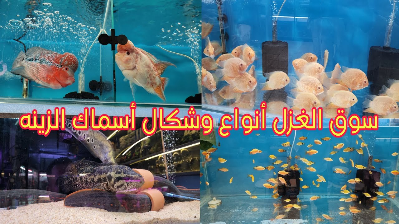 سوق الغزل أنواع وشكال أسماك الزينه مع ذكر السعر تعال شوف جمال الأسماك