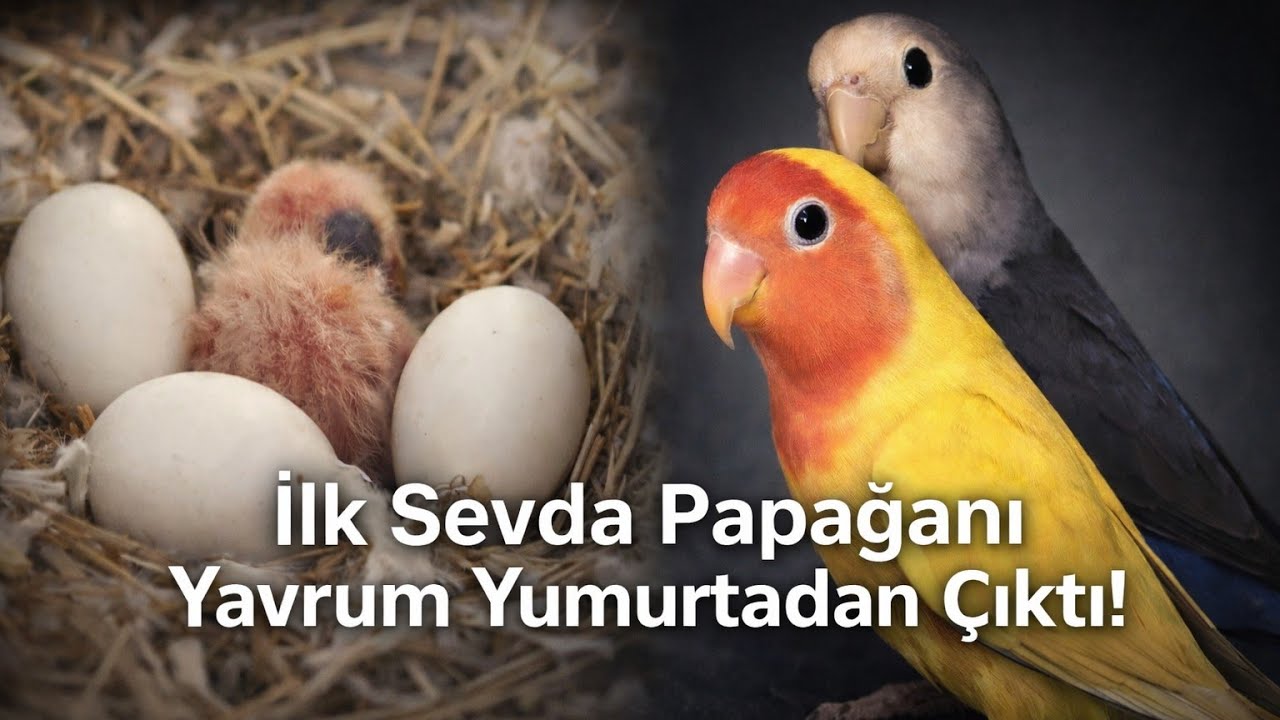 İLK SEVDA PAPAĞANI YAVRUM YUMURTADAN ÇIKTI…🦜🐣🐥