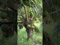 13 កញ្ញា 2025