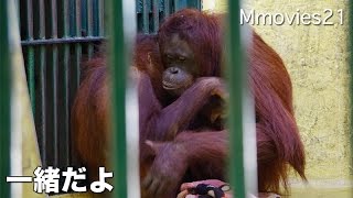 Bornean Orang-utan レンボーとハヤト親子再同居