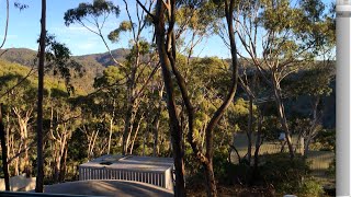 A Beautiful Sunset And A Noisy Koala