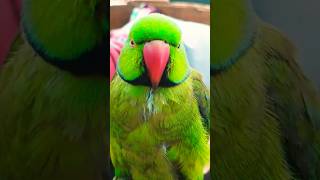 #mithukibatain #talkingparot #talkingparrot #nonstoptalkingparrot #greenparrot #parrotlover #parrot