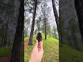 स्यूट या छ्युत(Conifer cone)तुमर यख क्या बुलदी?🌸☘️🌱#conifer #shorts #ytshorts #phadilifestyle #yt