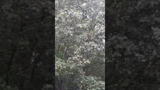 Cicada Swarm 2021