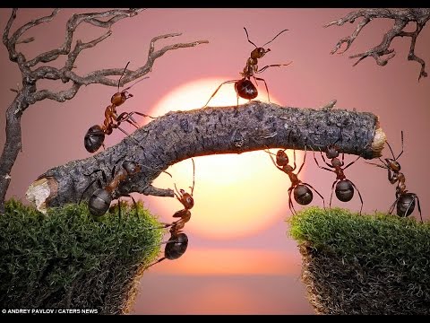 Team work motivational video - YouTube