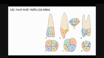 Các thùy phát triển của răng [Giải phẫu răng]