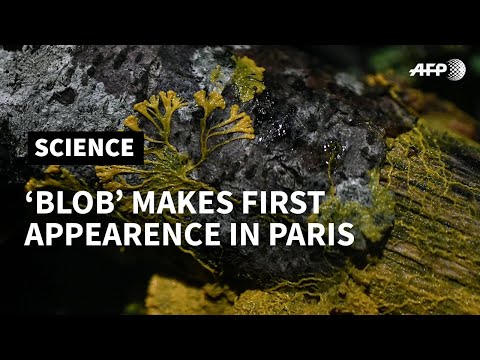 'Blob' makes first appearance at Paris zoo | AFP