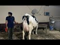 Live HF Cow Milking || 2nd Milking after empty TIME || Kuldeep || Parveen Sahu