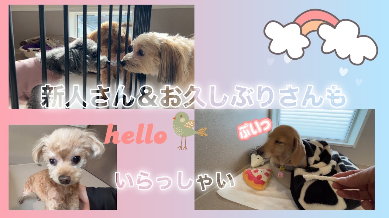 【1月22日〜1月26日】初めましてのお客様ワンコや、お久しぶりのお客様ワンコの反応が面白すぎました【vol.4】