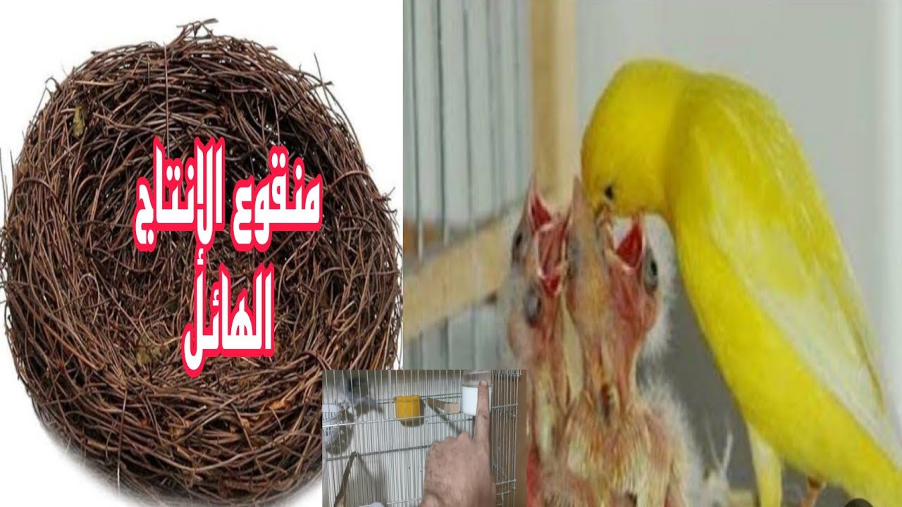 منقوع رهيب لزيادة الإنتاج وسرعة التجهيز عند طيور الكناري #birds #عصافير#كناري_هائج