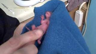 Ten-day-old flying Squirrels admitted to CFW.AVI