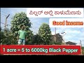 High density pepper cultivation / Bush pepper
