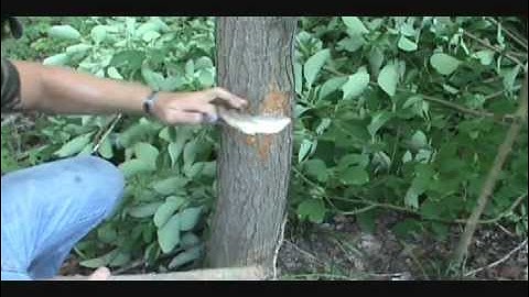 Cut Down a Tree With a Pocket Knife