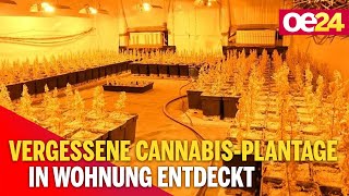 Mafia Verdacht! | Vergessene Cannabis-Plantage in Wohnung entdeckt